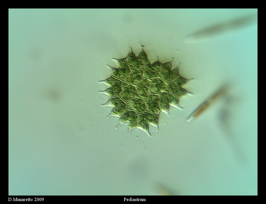Pediastrum